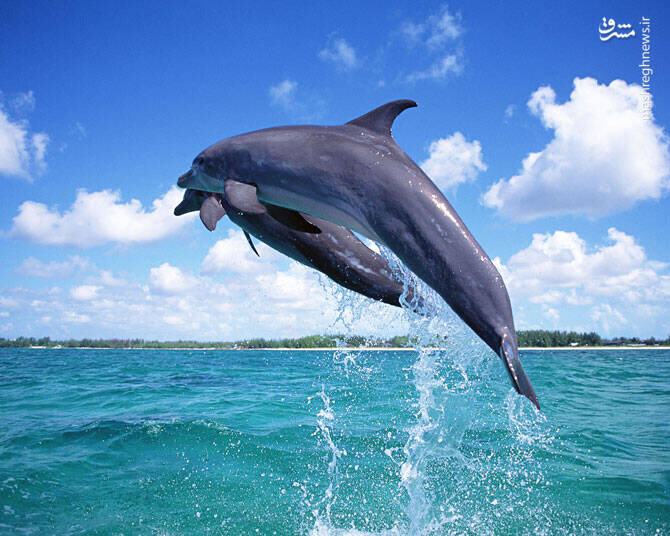 تصاویری دیدنی از شنای دسته‌جمعی دلفین‌ها / فیلم