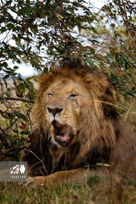 پیرترین شیر جهان توسط یک عکاس شکار شد