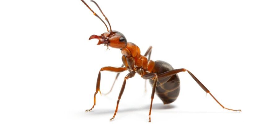چرا مورچه‌ها در یک صف راه می‌روند؟