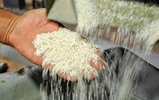 پیش‌بینی افزایش دوباره قیمت برنج!
