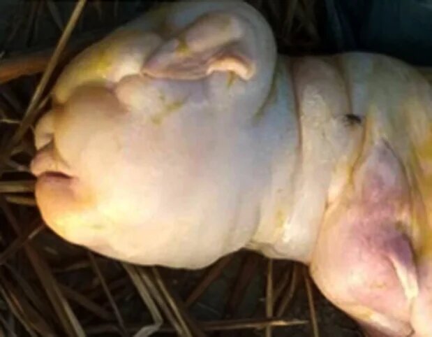 تولد نوزاد انسان نما از یک بز!/ عکس