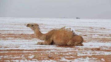 تصاویر باورنکردنی از بارش برف در شمال عربستان / عکس و فیلم