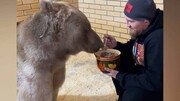ویدیو عجیب از غذا دادن به خرس با قاشق