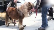 نجات اسب زیبایی که به خاطر سم هایش توان حرکت نداشت / فیلم