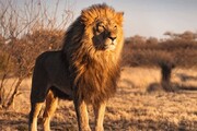 ویدئویی باورنکردنی از حرف زدن یک شیر وحشی / فیلم