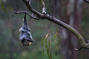 تصاویر دیده نشده و تماشایی از خوابیدن عجیب یک خفاش زیر باران / فیلم