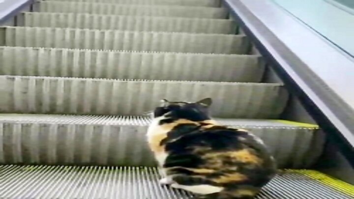 ویدیو خنده دار از بالارفتن گربه از پله برقی