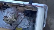 حمله یوزپلنگ درنده به یک گاوداری در کرمان / فیلم