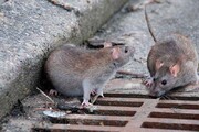 ماجرای جولان موش‌ها روی یک درخت در تهران چه بود؟ /  موش‌های فاضلاب در تهران خارجی‌اند؟