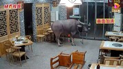 ویدیو هولناک از لحظه حمله عجیب یک گاو به رستوران