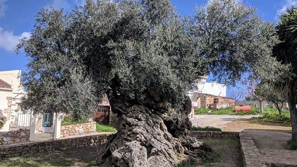 پیرترین درخت زیتون با قدمت ۴۰۰۰ ساله / عکس