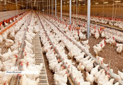 قیمت مرغ به زیر نرخ مصوب رسید/ بارگذاری نهاده‌ها در سامانه بازارگاه کند است/ مصرف سرانه مرغ افزایش یافت