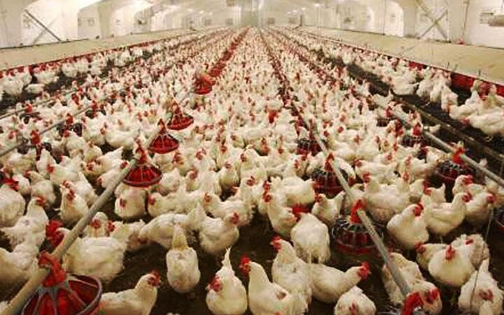 مازاد تولید ماهانه ۳۰ هزار تن مرغ؛ مرغ روی دست مرغداران ماند!