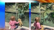 ویدیو تماشایی از بازی کردن دختر بچه و عروسکش با پلنگ وحشی!
