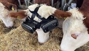روش جدید دامداران برای افزایش شیردهی گاوها