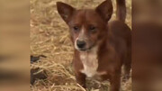 ویدیو باورنکردنی از اشک ریختن سگ برای گاو به دلیل جدایی از دوست صمیمی اش