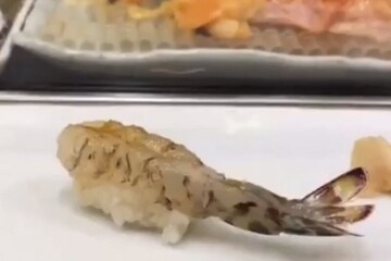 تصاویر عجیب و تکان‌دهنده از سرو سوشی با میگوی زنده در ژاپن / فیلم