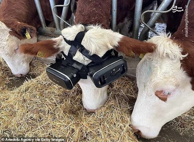 اقدام عجیب و جالب یک دامدار برای شیردهی بیشتر گاوها | عینک مصنوعی بر چشم گاو / تصاویر