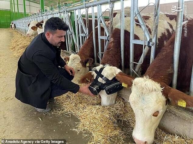 اقدام عجیب و جالب یک دامدار برای شیردهی بیشتر گاوها | عینک مصنوعی بر چشم گاو / تصاویر