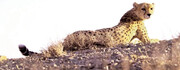 جمعیت یوزپلنگ‌های ایرانی در وضعیت بحرانی؛ این گونه خاص در معرض انقراض است؟