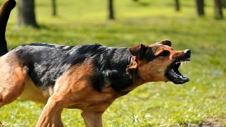 صحنه وحشتناک حمله سگ به مرد آملی در روز روشن / فیلم