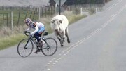 ویدیو هولناک از لحظه حمله گاو وحشی به دوچرخه سوار