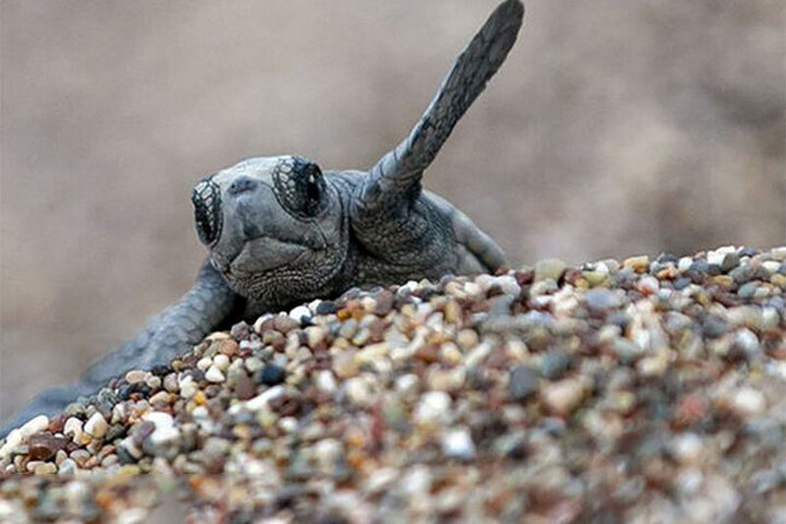 اقدام شگفت‌انگیز یک بچه لاک‌پشت؛ بالا رفتن از دیوار صاف! / فیلم
