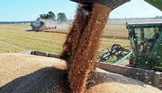 واردات گندم آلوده از روسیه صحت دارد؟