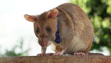 تربیت موش آموزش دیده برای ختنثی سازی مین + خنثی کردن بیش از ۱۰۰ مین و ماده منفجره / فیلم