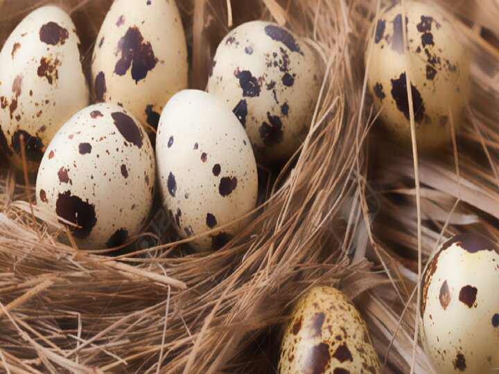 فواید مصرف تخم این پرنده برای افراد بالای ۴۰ سال