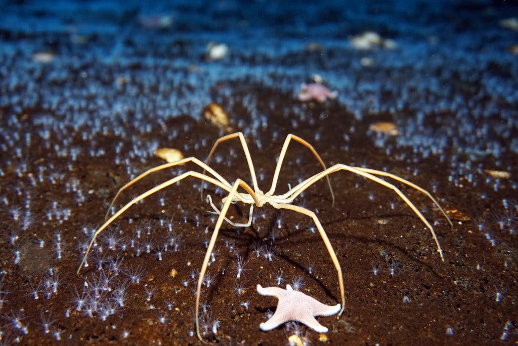  عکس عنکبوت عجیب دریایی غول‌پیکر