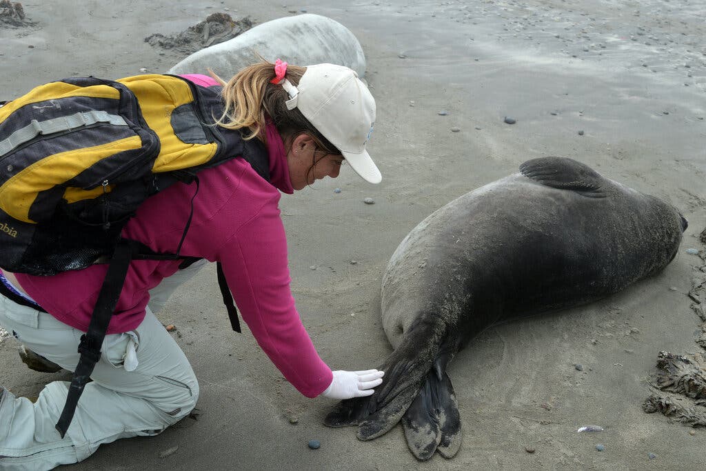 تصویری عجیب از شپش زنده در عمق ۶۵۰۰ فوتی اقیانوس
