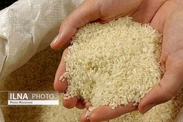 برنج باز هم گران شد / آیا ترمز افزایش قیمت برنج کشیده خواهد شد؟