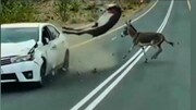 ویدیو دلخراش از برخورد وحشتناک خودرو با الاغ / فیلم