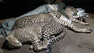تصاویر باورنکردنی از خوابیدن عجیب یوزپلنگ‌ها در آغوش محیط‌بان ایرانی مهربان