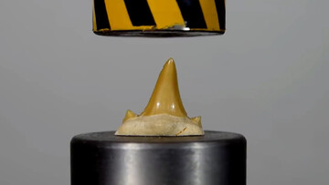 مقایسه مقاومت دندان انسان و کوسه زیر دستگاه پرس / فیلم