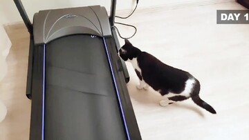 تمرینات ورزشی گربه با تردمیل / فیلم