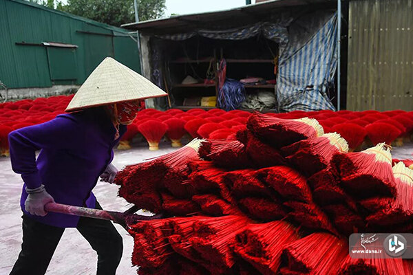 تصاویر دیدنی از تولید چوب‌های عود معطر در ویتنام
