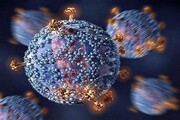تاثیر مهم آنتی‌بادی‌های اضافی در محافظت برابر ویروس کرونا