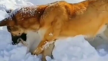 تصاویری دردناک از یخ زدن سگ در میان برف‌/  فیلم
