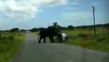 ویدیو دلهره آور از لحظه حمله وحشتناک فیل خشمگین به یک خانواده در خودرو