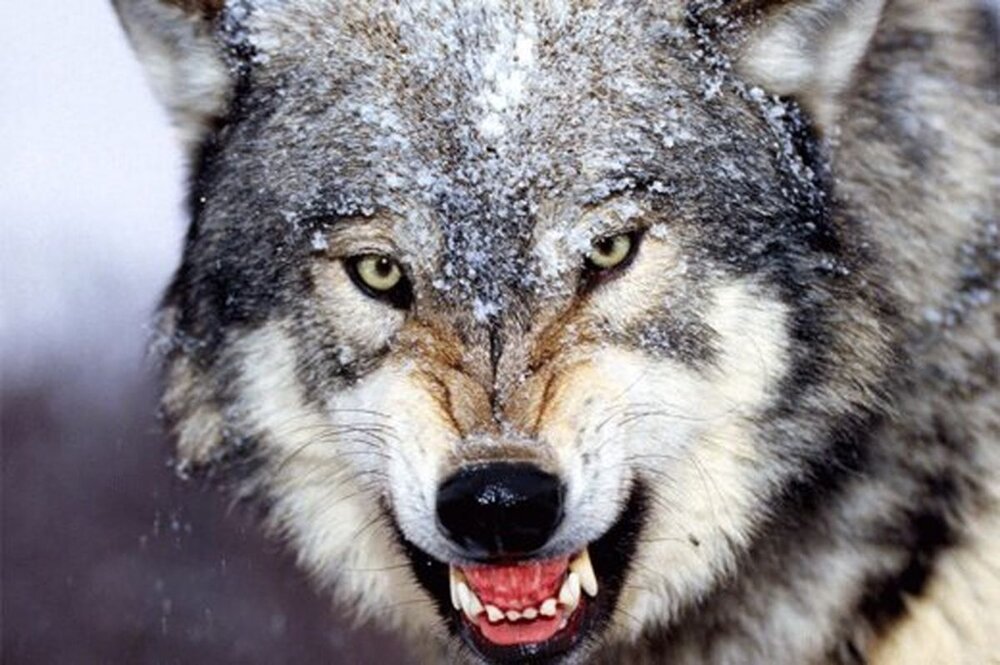 هشدار جدی در مورد حمله گرگ ها به مناطق مسکونی در اردبیل