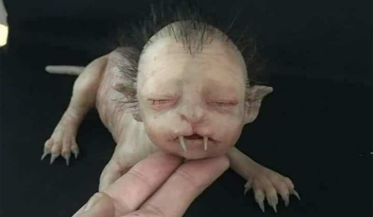 موجودی کوچک و عجیب و غریب با صورت انسان در مالزی پیدا شد / عکس