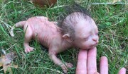 موجودی کوچک و عجیب و غریب با صورت انسان در مالزی پیدا شد / عکس