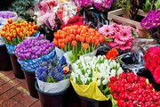 قیمت گل در آستانه روز مادر ۴۰۰ درصد گران شد