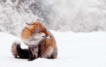 لحظه زنده شدن روباه یخ‌زده با کمک چند انسان در طبیعت / فیلم