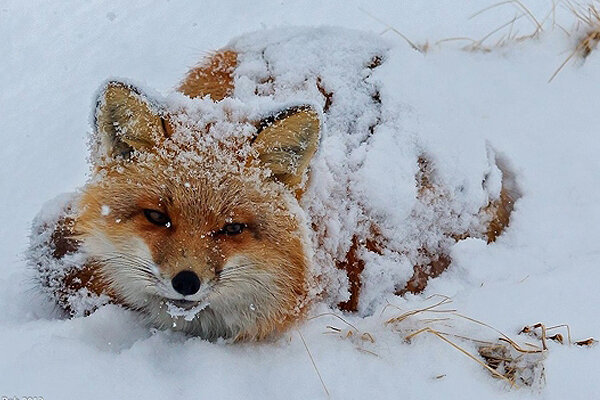 پناه آوردن روباه از سرما به خانه روستاییان در اردبیل / فیلم
