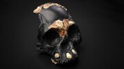 کشف یکی از اجداد انسان خردمند در آفریقای جنوبی