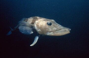 وجود یک ماهی عجیب در قطب جنوب که خونی شبیه آب دارد