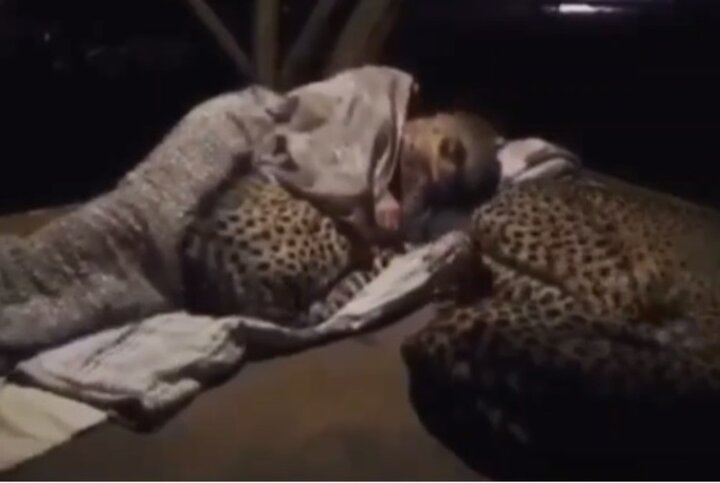 خوابیدن یوزپلنگ های وحشی در آغوش محیط بان آفریقایی / فیلم
